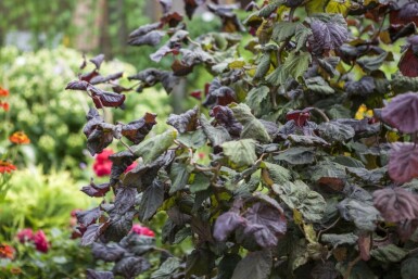 Noisetier commun Corylus avellana 'Red Majestic' Pot Corylus avellana 'Red Majestic' arbuste