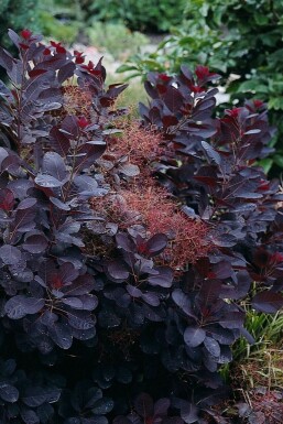 Arbre à perruque Cotinus coggygria 'Royal Purple' Pot Cotinus coggygria 'Royal Purple' arbuste