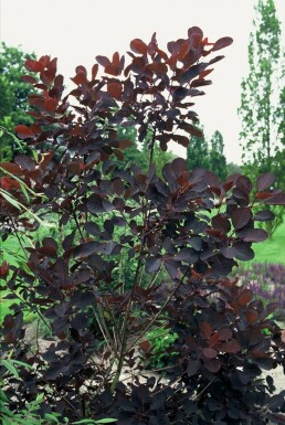 Arbre à perruque Cotinus coggygria 'Royal Purple' Pot Cotinus coggygria 'Royal Purple' arbuste