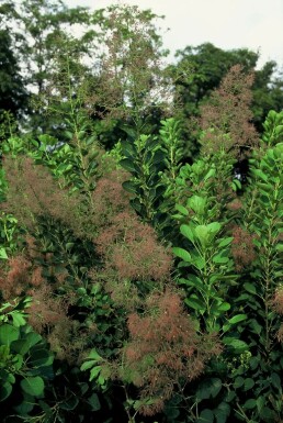 Arbre à perruque Cotinus coggygria 'Young Lady' Pot Cotinus coggygria 'Young Lady' arbuste