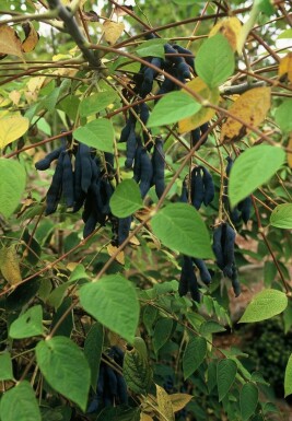 arbre aux haricots bleus Decaisnea fargesii arbuste 30-40 C15 Decaisnea fargesii arbuste 30-40 cm