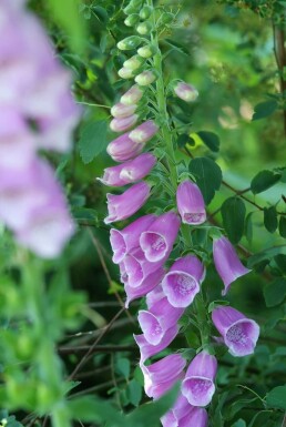 Digitale pourpre Digitalis purpurea Pot Digitalis purpurea