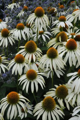 Échinacée pourpre Echinacea purpurea 'Alba' Pot Echinacea purpurea 'Alba'