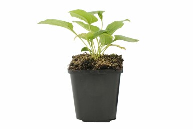 Échinacée pourpre Echinacea purpurea 'Alba' Pot Echinacea purpurea 'Alba'