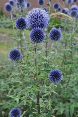 Ăchinops du Bannat Echinops bannaticus 'Blue Glow' Pot Echinops bannaticus 'Blue Glow'
