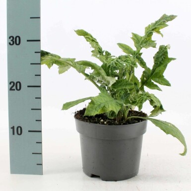 Ăchinops ritro Echinops ritro Pot Echinops ritro