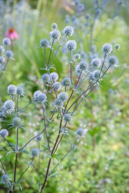 Panicaut plane Eryngium planum 'Blauer Zwerg' Pot Eryngium planum 'Blauer Zwerg'