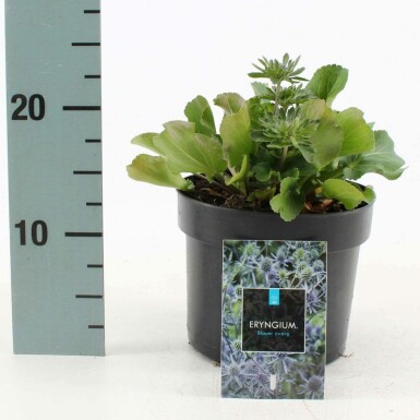 Panicaut plane Eryngium planum 'Blauer Zwerg' Pot Eryngium planum 'Blauer Zwerg'