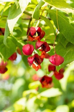 Fusain d'Europe Euonymus europaeus 'Red Cascade' Pot Euonymus europaeus 'Red Cascade' arbuste
