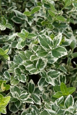 Fusain de Fortune Euonymus fortunei 'Emerald Gaiety' Pot Euonymus fortunei 'Emerald Gaiety' arbuste