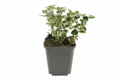 Fusain de Fortune Euonymus fortunei 'Emerald Gaiety' Pot Euonymus fortunei 'Emerald Gaiety' arbuste