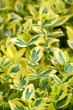 Fusain de Fortune Euonymus fortunei 'Emerald 'n Gold' Pot Euonymus fortunei 'Emerald 'n Gold'