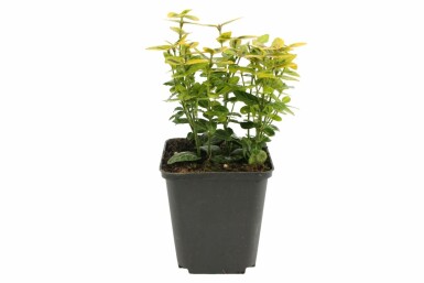 Fusain de Fortune Euonymus fortunei 'Emerald 'n Gold' Pot Euonymus fortunei 'Emerald 'n Gold'