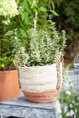 Fusain de Fortune Euonymus fortunei 'Silverstone' Pot Euonymus fortunei 'Silverstone'