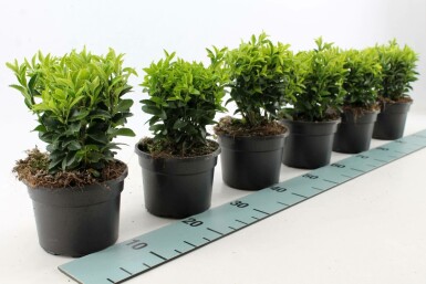 Fusain du Japon Euonymus japonicus 'Green Spire' Pot Euonymus japonicus 'Green Spire'