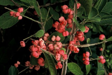 Fusain liège de Chine Euonymus phellomanus Pot Euonymus phellomanus arbuste