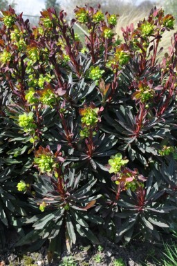 Euphorbia amygdaloides 'Purpurea'