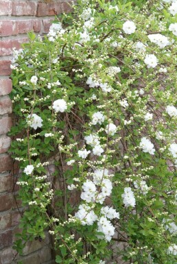 arbre aux perles Exochorda macrantha 'The Bride' arbuste 100-125 C10 Exochorda macrantha 'The Bride' arbuste 100-125 cm