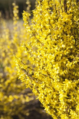 Forsythia intermédiaire Forsythia intermedia 'Goldrausch' Pot Forsythia intermedia 'Goldrausch' arbuste
