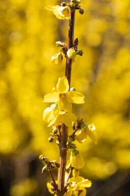 Forsythia intermédiaire Forsythia intermedia 'Goldrausch' Pot Forsythia intermedia 'Goldrausch' arbuste