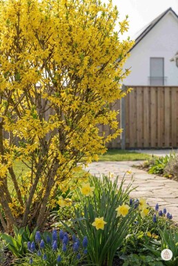 Forsythia intermedia 'Spectabilis' arbuste