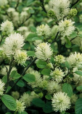 Grand Fothergilla Fothergilla major Pot Fothergilla major arbuste