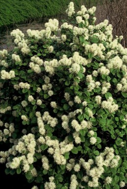 Grand Fothergilla Fothergilla major Pot Fothergilla major arbuste