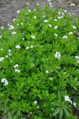 Gaillet odorant Galium odoratum Pot Galium odoratum