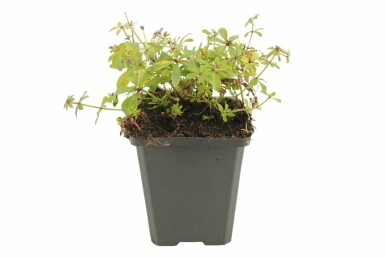 Gaillet odorant Galium odoratum Pot Galium odoratum
