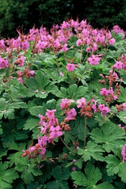 Géranium à grosses racines Geranium macrorrhizum 'Ingwersen's Variety' Pot Geranium macrorrhizum 'Ingwersen's Variety'