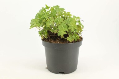 Géranium à grosses racines Geranium macrorrhizum 'Ingwersen's Variety' Pot Geranium macrorrhizum 'Ingwersen's Variety'