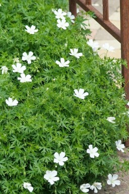 Géranium sanguin Geranium sanguineum 'Album' Pot Geranium sanguineum 'Album'