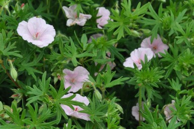 Géranium sanguin Geranium sanguineum 'Striatum' Pot Geranium sanguineum 'Striatum'
