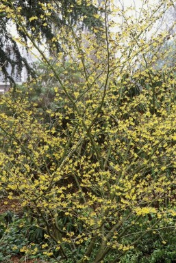 Hamamélis Hamamelis intermedia 'Arnold Promise' Pot Hamamelis intermedia 'Arnold Promise' arbuste