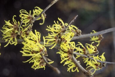 Hamamélis Hamamelis intermedia 'Arnold Promise' Pot Hamamelis intermedia 'Arnold Promise' arbuste