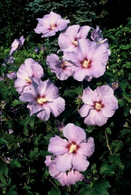 Ketmie de syrie Hibiscus syriacus 'Oiseau Bleu' Pot Hibiscus syriacus 'Oiseau Bleu'