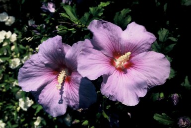 Ketmie de syrie Hibiscus syriacus 'Oiseau Bleu' Pot Hibiscus syriacus 'Oiseau Bleu'