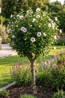 Hibiscus syriacus 'Red Heart' arbuste 20-30 cm