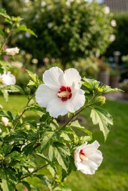 Hibiscus syriacus 'Red Heart' arbuste 20-30 cm