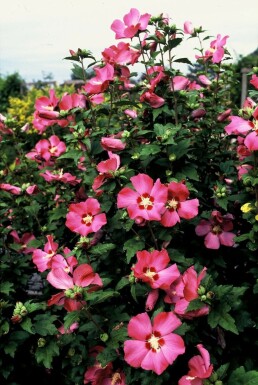 Ketmie de syrie Hibiscus syriacus 'Woodbridge' Pot Hibiscus syriacus 'Woodbridge' arbuste