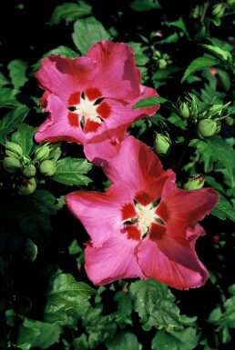 Ketmie de syrie Hibiscus syriacus 'Woodbridge' Pot Hibiscus syriacus 'Woodbridge' arbuste
