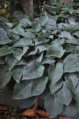 Funkia Hosta tardiana 'Halcyon' Pot Hosta tardiana 'Halcyon'