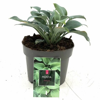 Funkia Hosta tardiana 'Halcyon' Pot Hosta tardiana 'Halcyon'