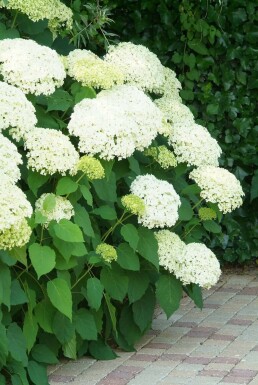 Hortensia arbustif Hydrangea arborescens 'Annabelle' Pot Hydrangea arborescens 'Annabelle'