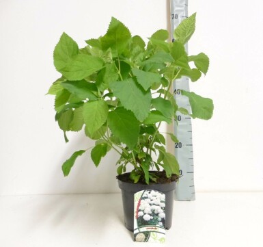 Hortensia arbustif Hydrangea arborescens 'Annabelle' Pot Hydrangea arborescens 'Annabelle'