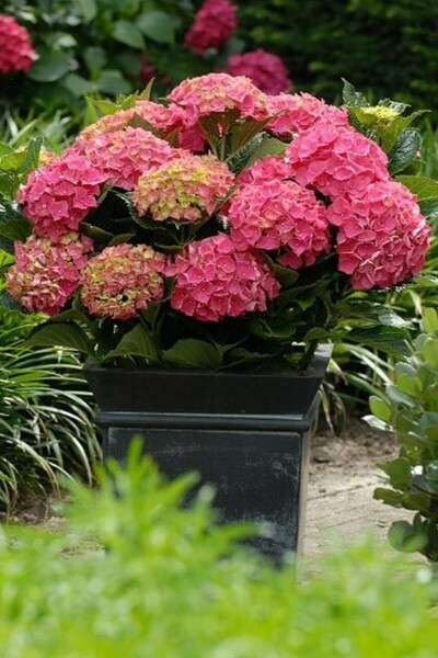 Hydrangelle hortensia Hydrangea macrophylla 'Forever & Ever® Red' Pot Hydrangea macrophylla 'Forever & Ever® Red' arbuste