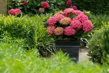 Hydrangelle hortensia Hydrangea macrophylla 'Forever & Ever® Red' Pot Hydrangea macrophylla 'Forever & Ever® Red'