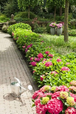 Hydrangelle hortensia Hydrangea macrophylla 'Forever & Ever® Red' Pot Hydrangea macrophylla 'Forever & Ever® Red' arbuste