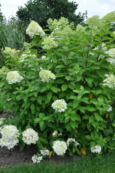 Hydrangea paniculata 'Limelight' C3 40-60