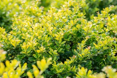 Houx crénelé Ilex crenata 'Golden Gem' Pot Ilex crenata 'Golden Gem' arbuste